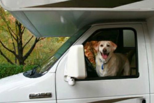 Camper met hond