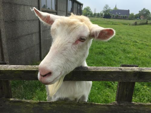 Al snel vrienden gemaakt met de dieren!