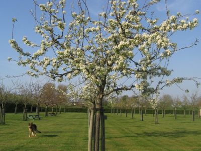 elzenoord boomgaard