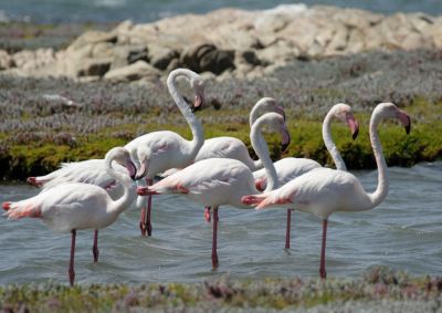 flamingo camargue