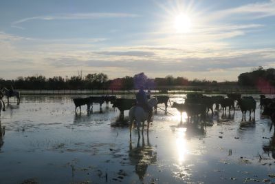 stieren camargue