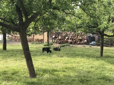 Dieren op de camping
