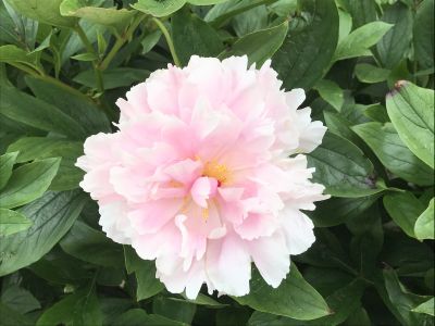 Kamperen tussen de bloemen