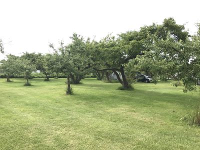 Fruitbomen op de camping