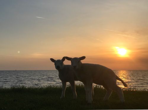edam dijk schapen