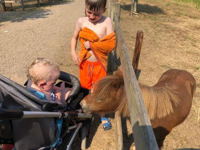 camping kinderboerderij achterhoek