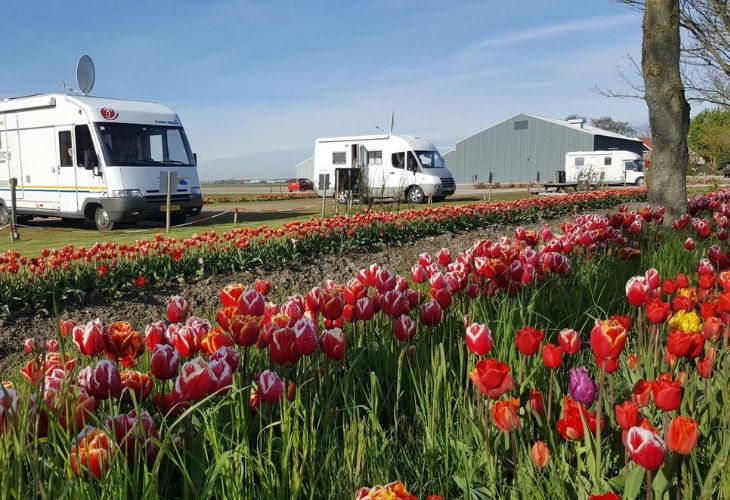 kamperen tussen de tulpen