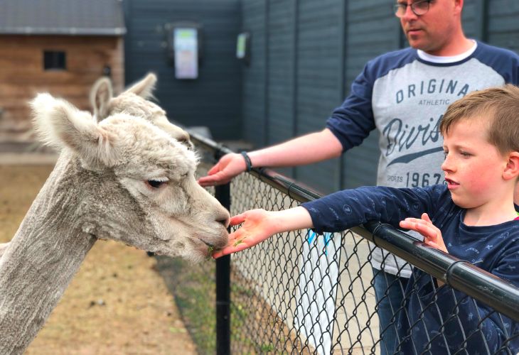 camping met alpaca's
