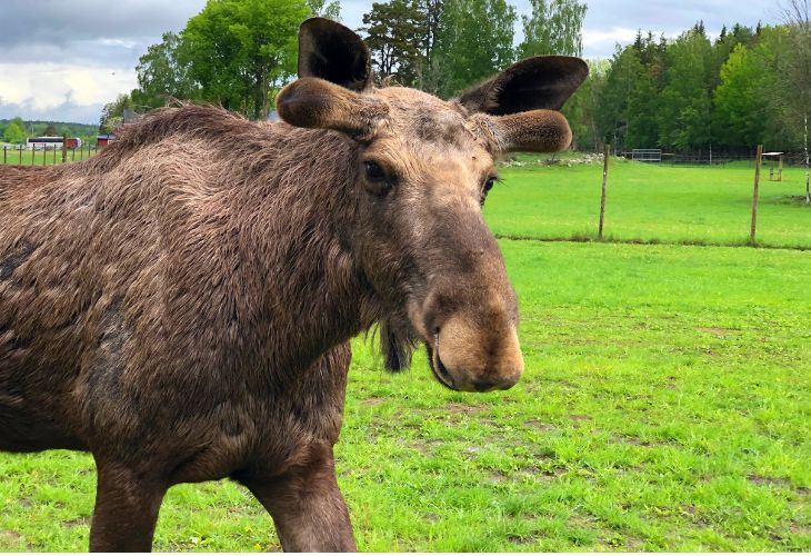 elandenpark zweden gardsjö