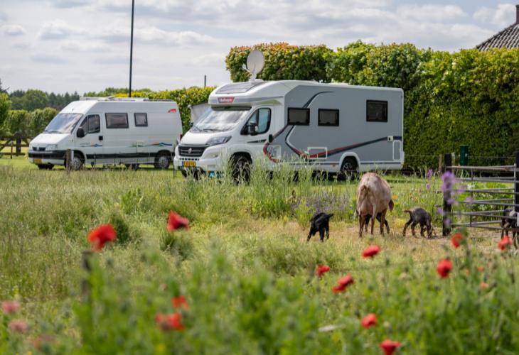 Varsenerveld ruime plekken geitjes