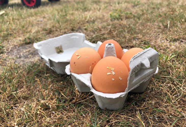 eitjes rapen bij de kip op camping