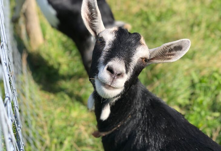 boerencamping met dieren