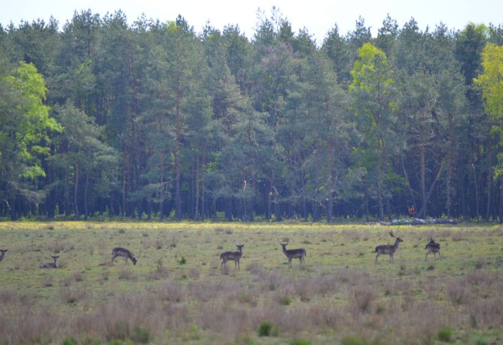 wild spotten veluwe