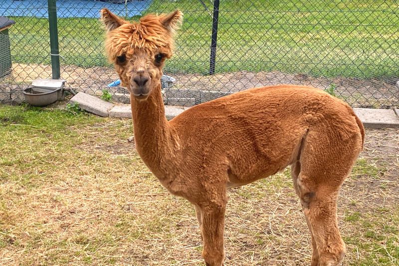 alpaca op camping