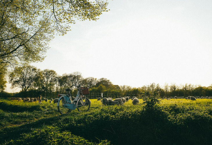 Uitzicht grasveld schapen zonsondergang