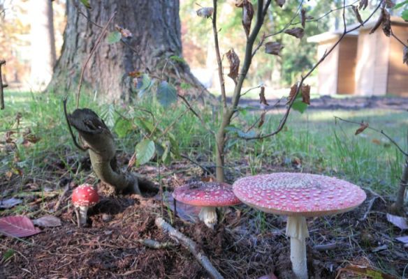 Herfst paddenstoel kamperen camping caravan prive sanitair