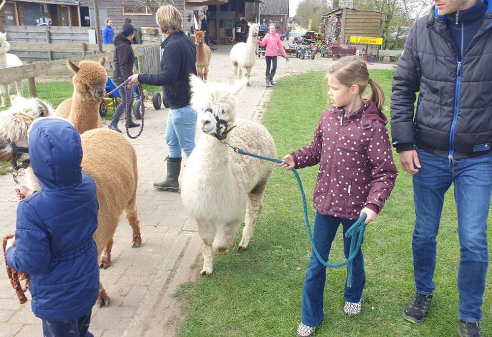 Kamperen bij de boer Hertenboerderij De Weerd wandelen met Alpacas