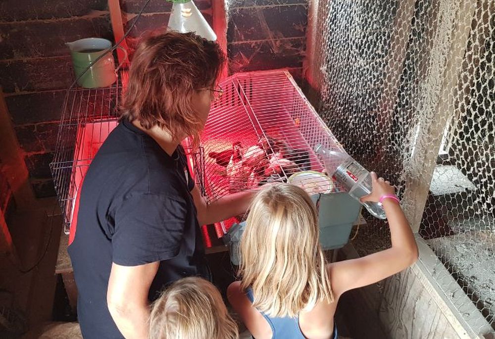 Boerencamping camping boerin met kinderen bij kuikentjes